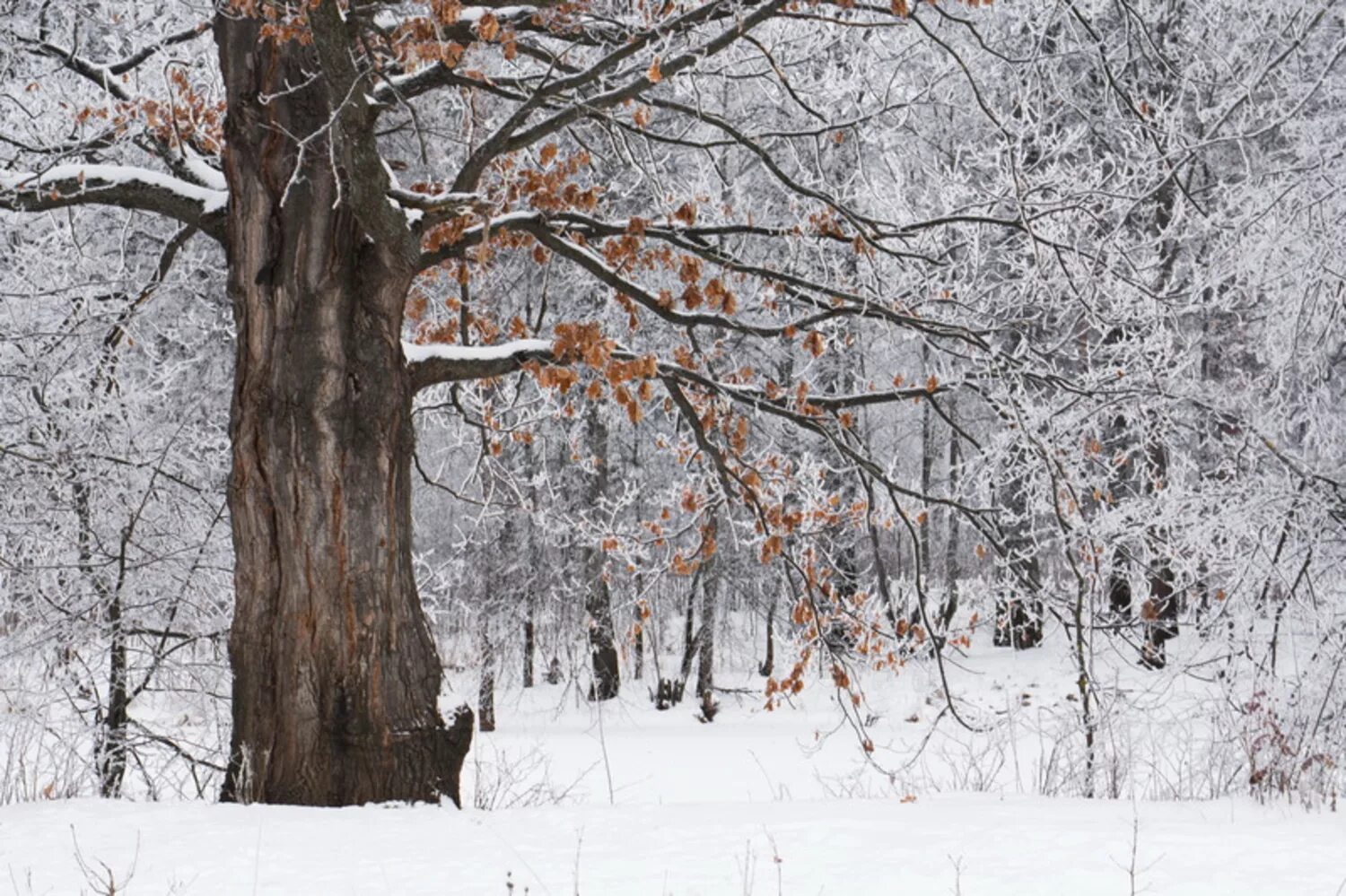 Resolution 1600x900px, wallpaper tree, winter, snow (#92511) for your desktop on