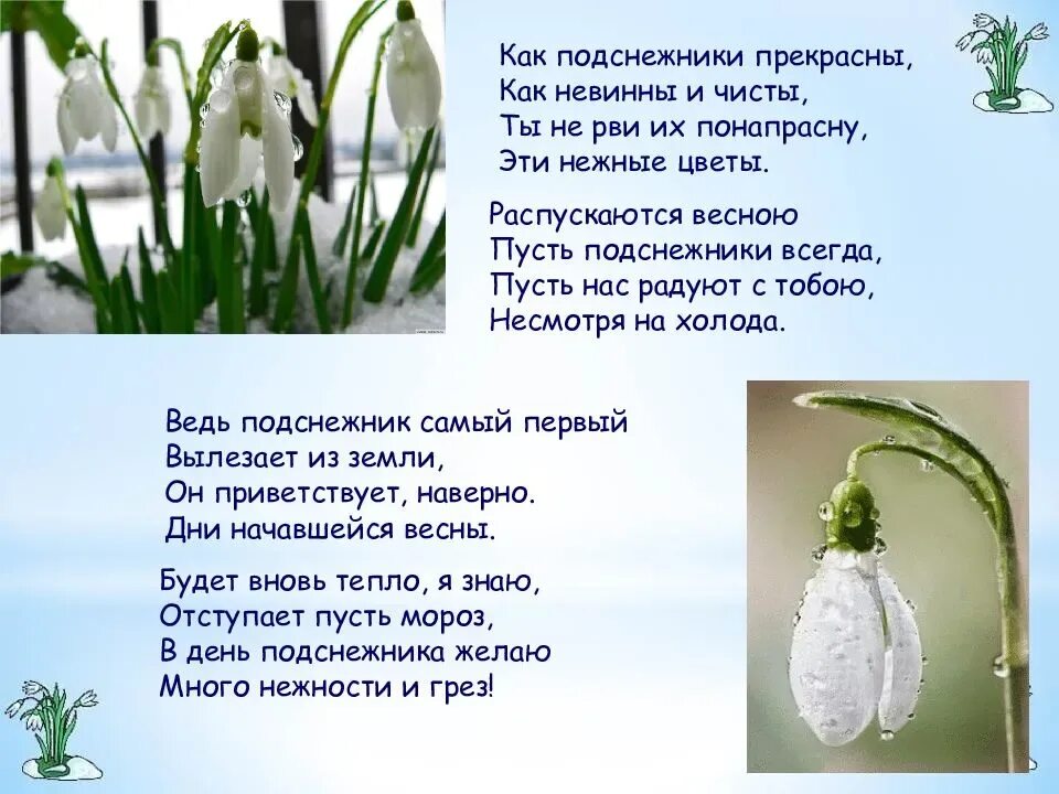 Текст песни пусть распускаются цветы в саду. Стих про Подснежник. Красивые стихи про подснежники. Красивые стихи о подснежниках и весне. Стих про весну.