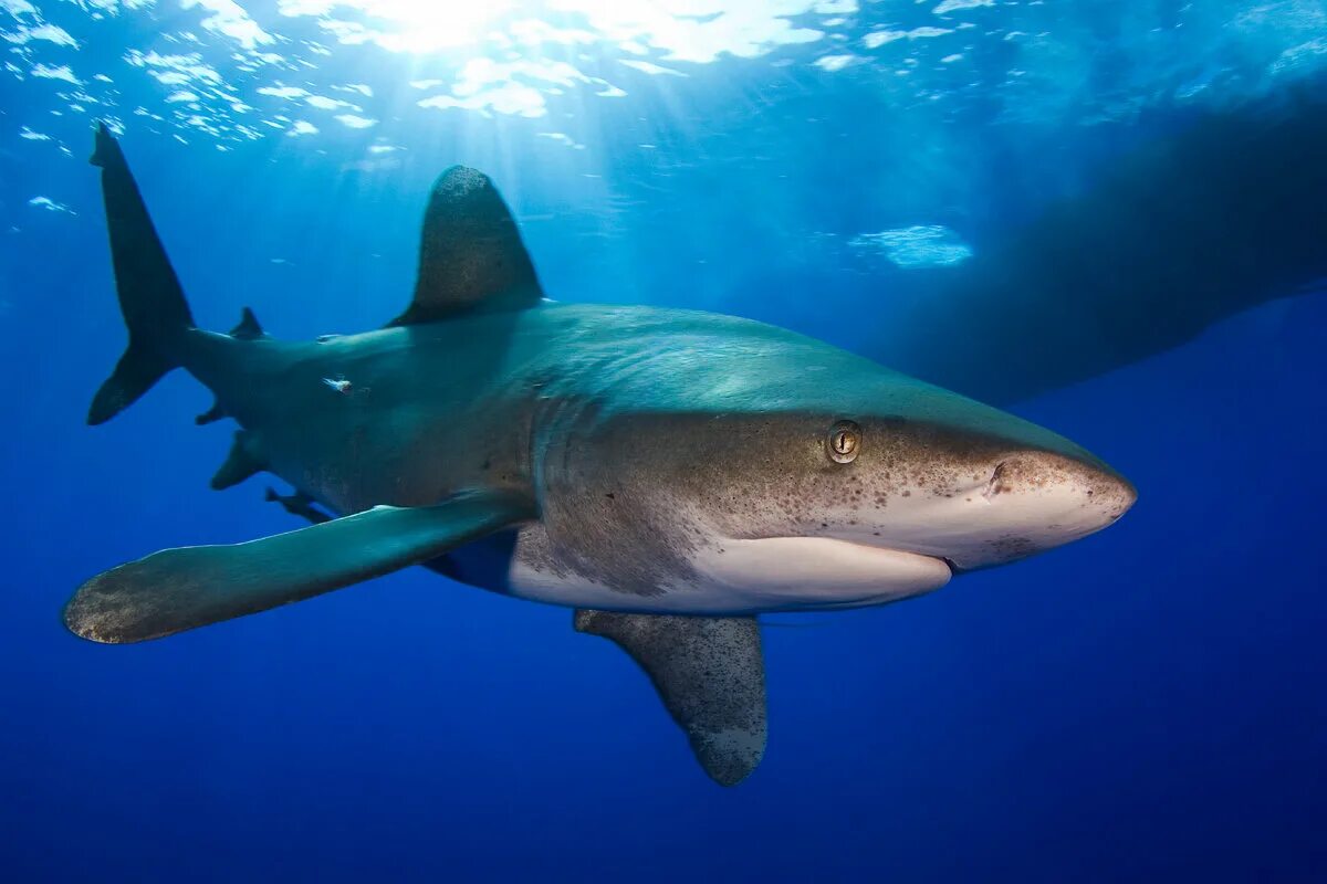 Shark return. Тихоокеанская сельдевая акула. Атлантическая сельдевая акула. Тихоокеанская сельдёвая (лососёвая) акула. Аналитическая сельдовая акула.