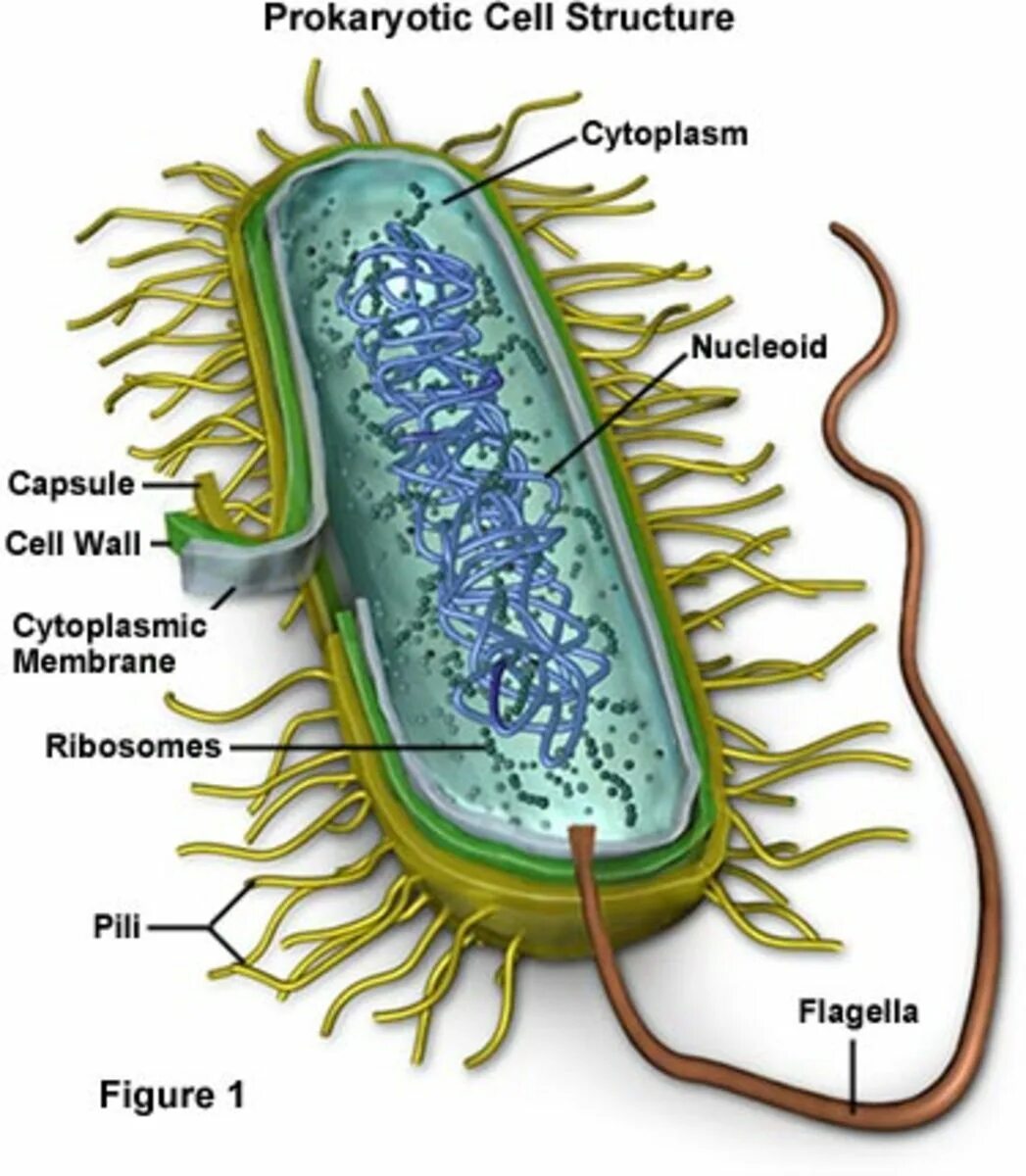 Клетка бактерии. Прокариоты. Бактериальная клетка. Строение бактерии.