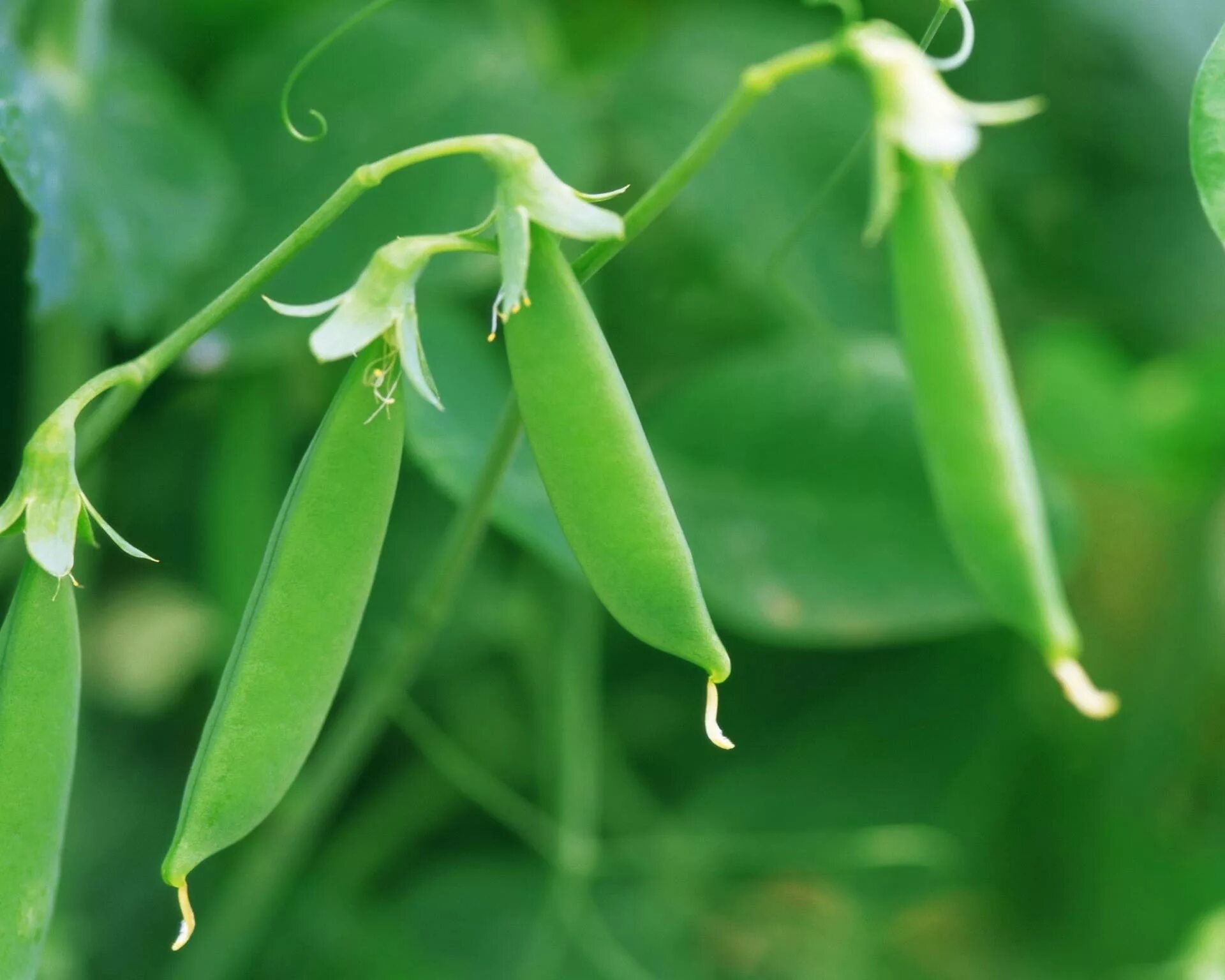 Pisum sativum - горох посевной. У гороха плод стручок. Соцветие гороха посевного. Боб гороха стручок.