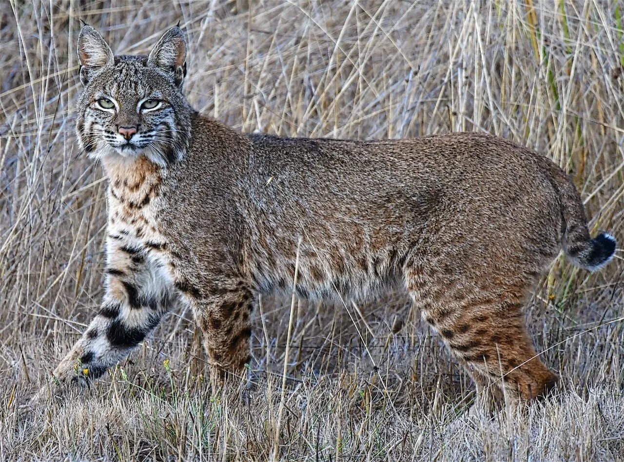 Рысь занесена в красную. Рысь Кавказская. Рысь Кавказская (Lynx Lynx dinniki Satunin, 1915).. Бобкэт порода кошек. Бобкэт Рысь.