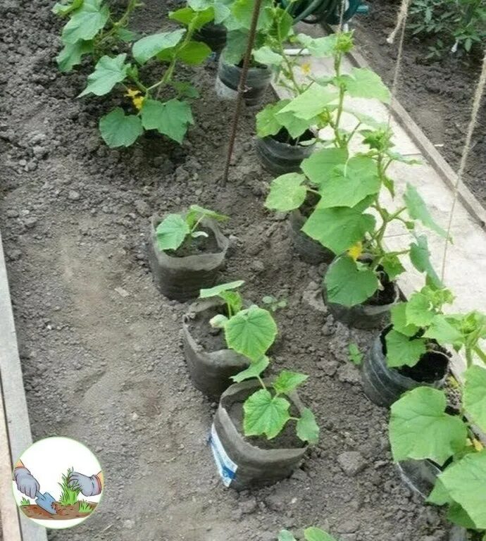 Можно ли садить огурцы после. Огурцы в огороде. Огурцы на даче. Огурцы посадка. Идеи посадки огурцов.