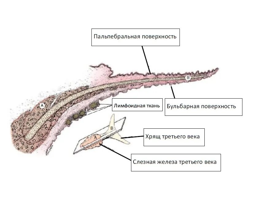 Строение слезной железы у собак. Слезная железа у собаки анатомия. Экстирпация железы третьего века. Строение носослезного канала у собак. Слезные железы у собак