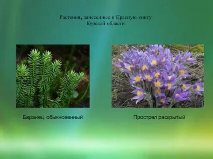Курские растения