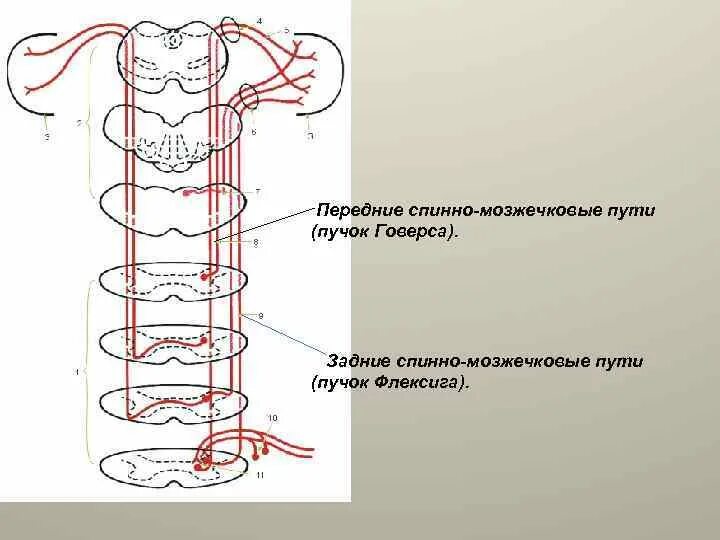 Передний спинно-мозжечковый путь Говерса. Спиномозжечковый путь схема. Задний спинно-мозжечковый путь (путь Флексига).. Задний спинно мозжечковый тракт.