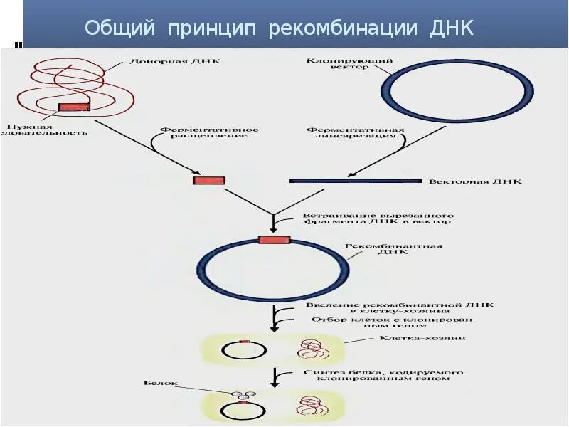 Определение рекомбинации. Определение рекомбинации