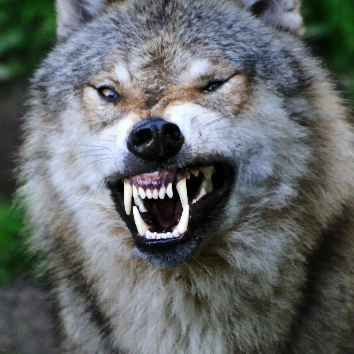 Пасть серого волка. Собака волкособ. Волкособ злой. Волкособ оскал. Оскал волка.