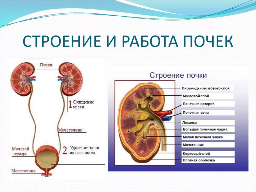 Работа почек человека