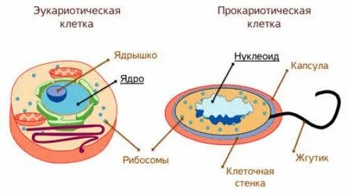 Рисунок эукариотической. Прокариоты и эукариоты схема. Рибосомы прокариотических и эукариотических клеток. Прокариотическая клетка и эукариотическая клетка рибосомы. Строение рибосом в прокариотической клетке.