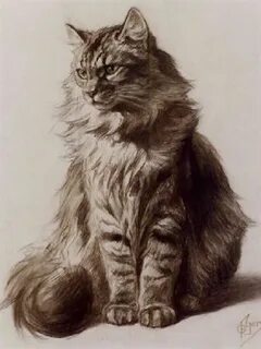 Как нарисовать сибирскую кошку
