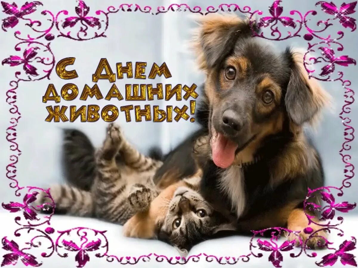 День домашних животных открытки. День любимого животного. Собака друг человека картинки. День любимого животного. Поздравление с днем домашних животных.