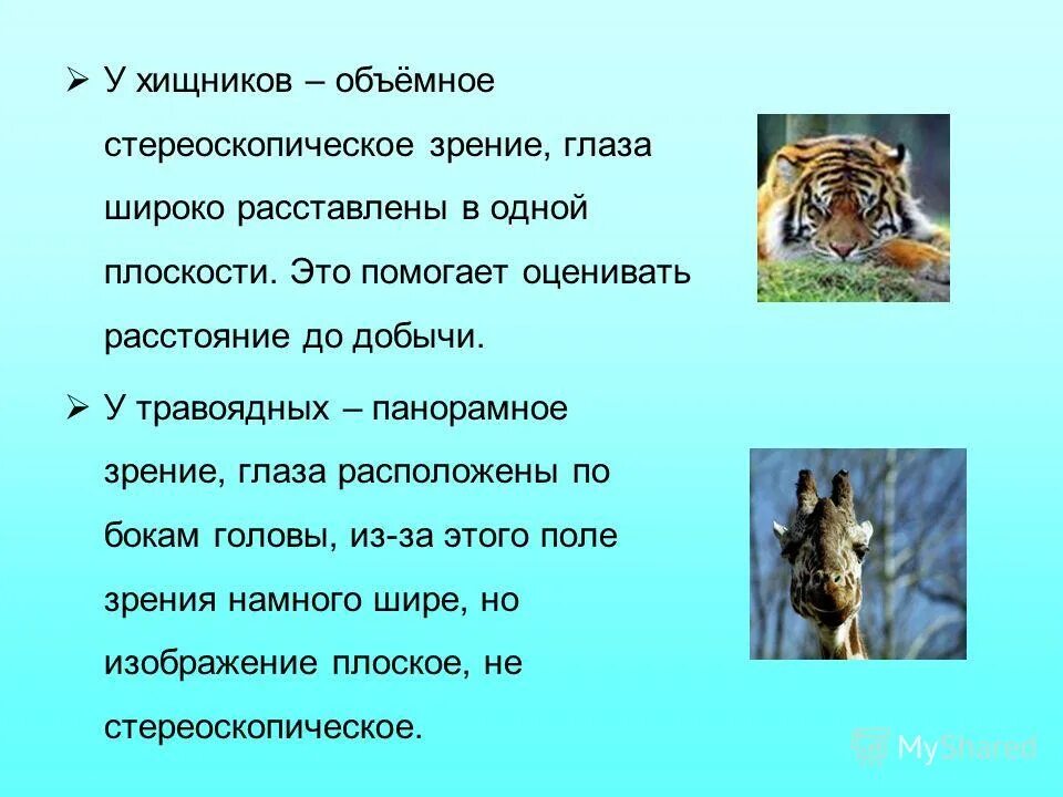 Глаза животных. Расположение глаз у хищников и травоядных. Зрачки хищников и травоядных. Как расположены глаза у крупных хищных. Расположение глаз у хищников.