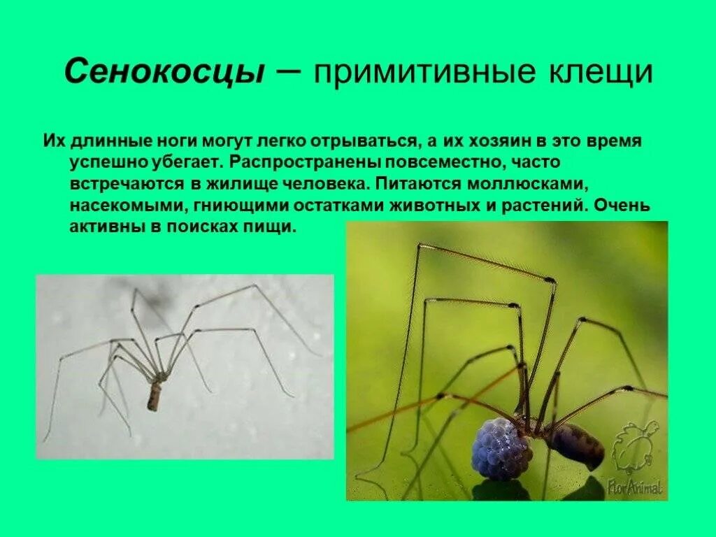 Среда обитания сенокосцев