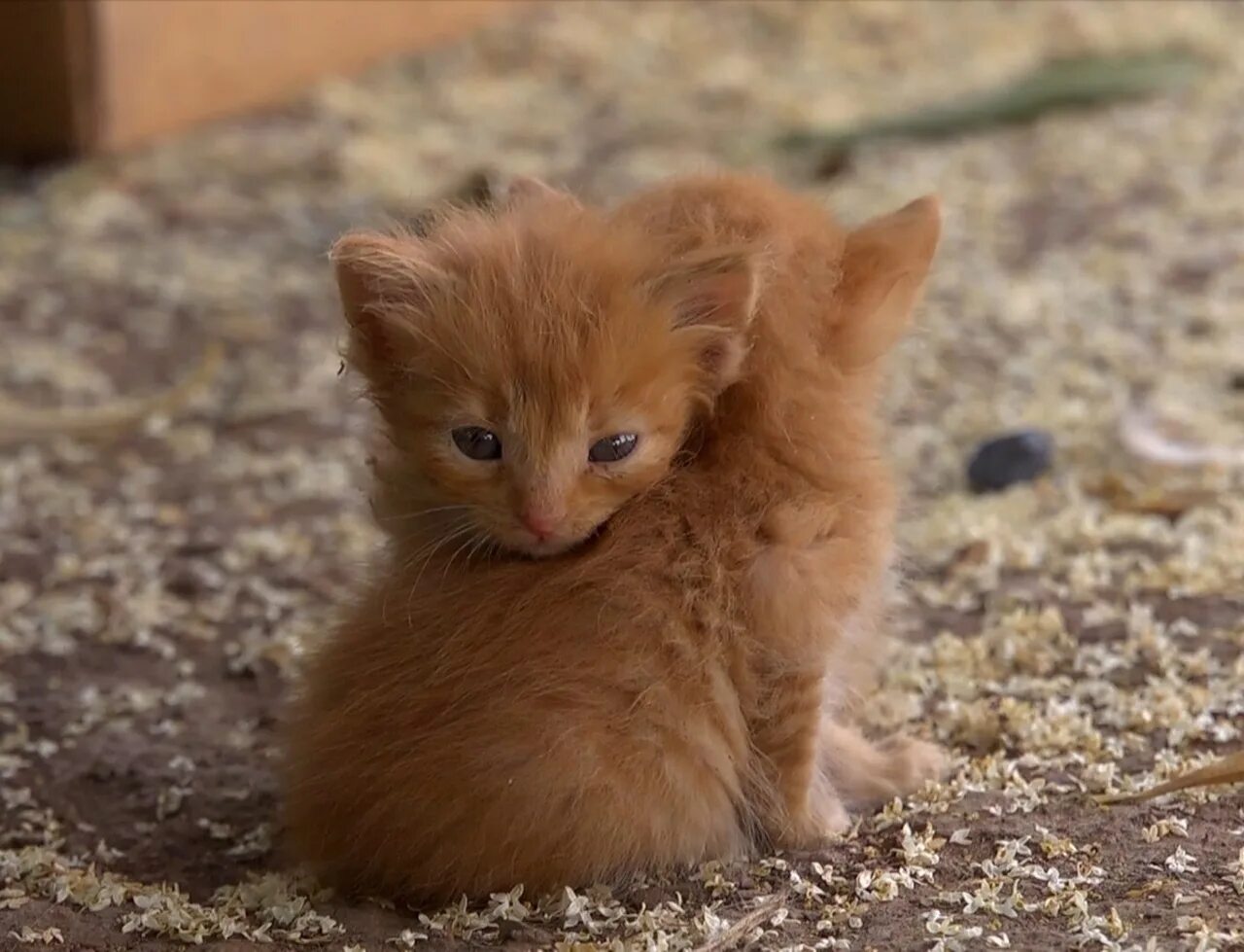 Маленькая худая рыжая. Рыжий котёнок. Милый рыжий котенок. Маленький котенок. Милые рыжие котята.