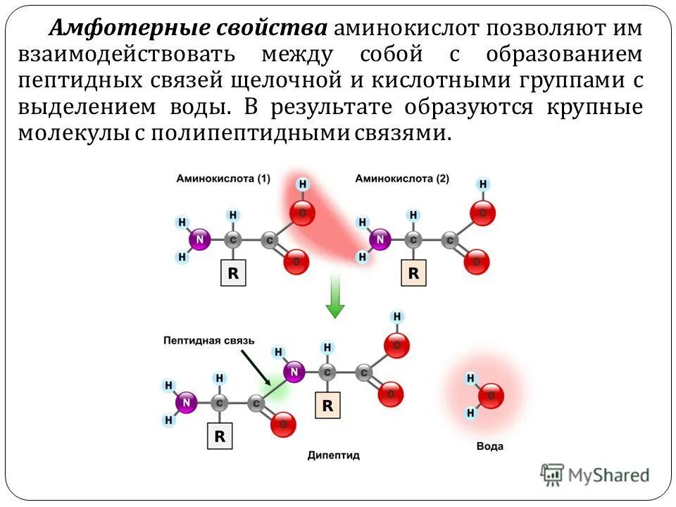 Почему аминокислоты амфотерные. Строение дипептида. Белки образование пептидной связи. Образование пептидной связи между аминокислотами. Пептидная связь между атомами.