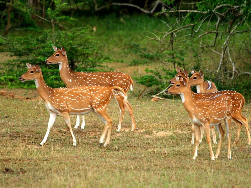 Wildlife holidays. Национальный парк Удавалаве Шри Ланка. Сафари Шри Ланка. Сафари Яла Шри Ланка. Национальный парк Яла Шри Ланка.