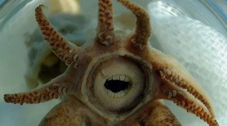 опасен ли кальмар. гигантский осьминог. опасен ли кальмар. гигантский кальмар архитеутис. опасен ли кальмар.