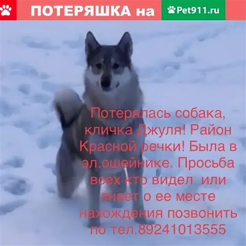 Pet 911. Собачьи клички. Про кличка Байкал для собаки. Пропала собака поиск в Хабаровске-свежие. Пропала собака черная Хабаровск.