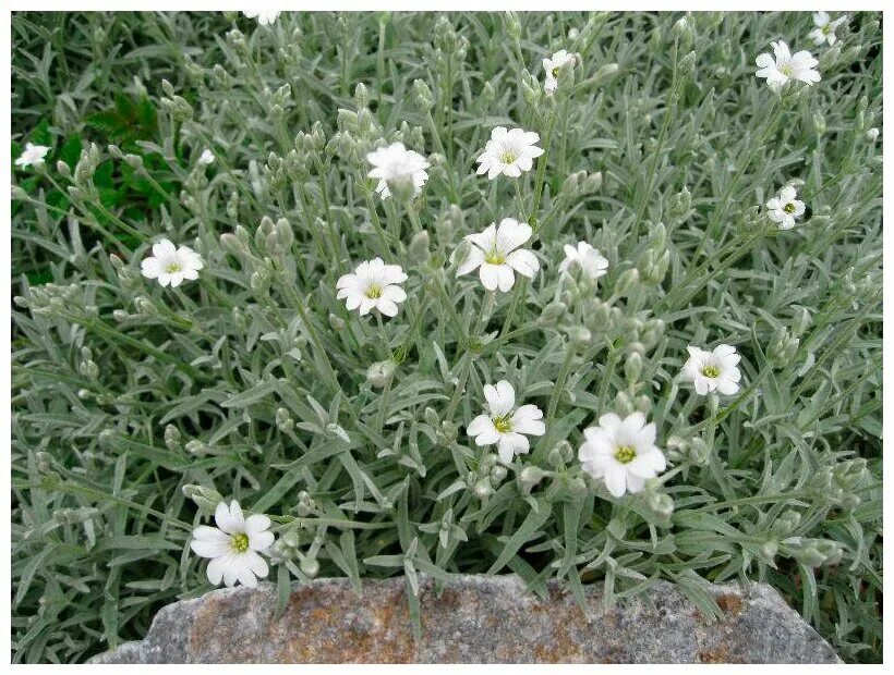 Ясколка многолетняя купить фото. Ясколка войлочная (Cerastium tomentosum). Ясколка войлочная Silberteppich. Ясколка войлочная columnae. Семена Ясколка Биберштейна.