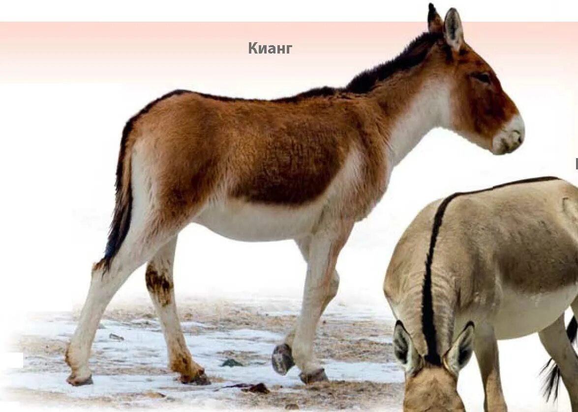куланы и джейраны. кьяны дикие ослы. дикий осел кулан. тибетский полуосел 5 букв. осёл кулан.