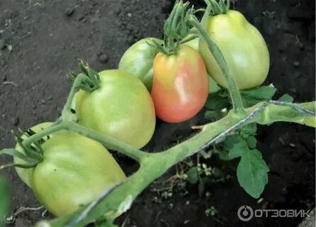Томат обские купола
