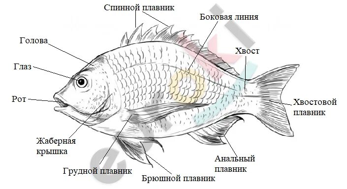 Практическая работа изучение внешнего. Схема внешнего строения рыбы биология 7 класс. изучение внешнего строения рыбы. изучить внешнее строение рыб. лабораторная работа внешнее строение рыбы.