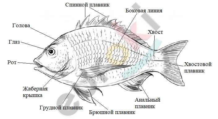 Биология 7 класс параграф рыбы. Внешнее строение рыбы 7 класс биология. Внешнее строение рыб плавники. Схема внешнего строения рыбы биология 7 класс. Внешнее и внутреннее строение рыб.