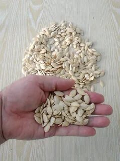 Как сохранить семена тыквы для посадки