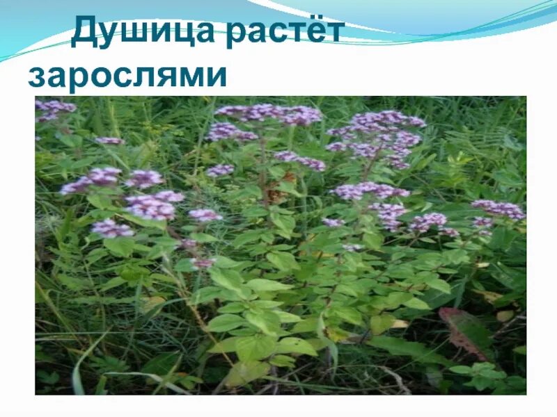 Душица и душица в чем разница. Душица как растет. душица как растет фото. душица высота. душица обыкновенная проект.