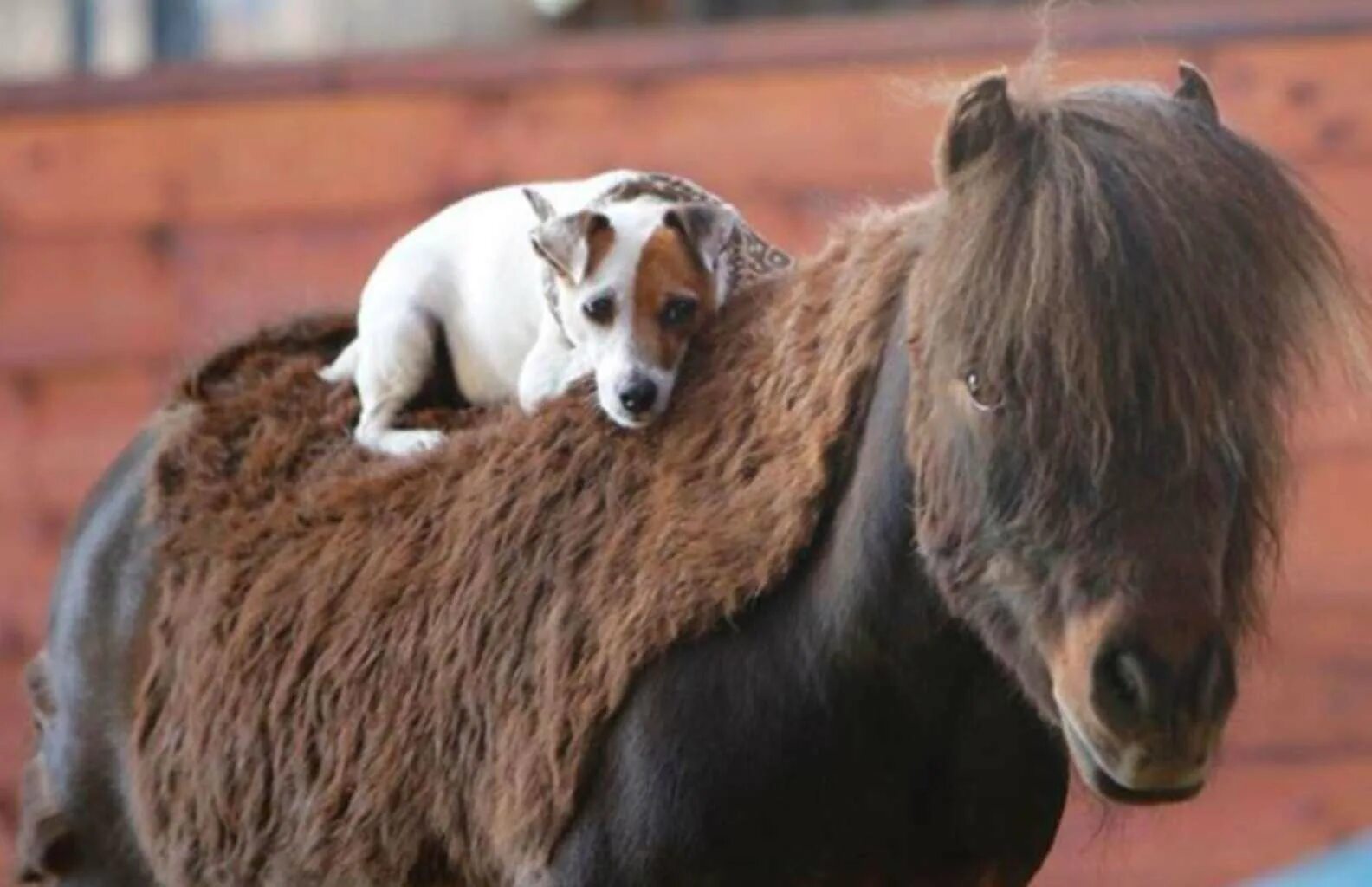Большие собаки и лошади. Пони собака. Пони лошадь с собакой. Дог и лошадь. Дог и пони.
