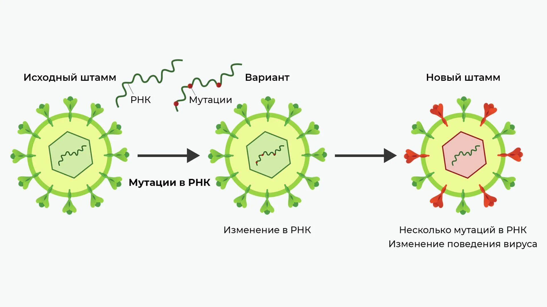 Эволюция вирусов. Мутация вируса. Развитие вируса. Коронавирус Эволюция. Новый тип коронавируса