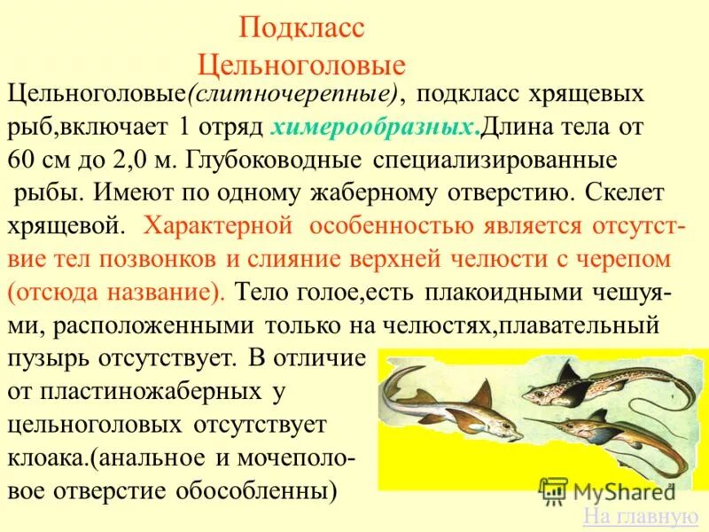 Рыбы вариант 1. Внутреннее строение рыбы схема. Внешнее строение рыбы 7 класс биология. Рабочая тетрадь 7 класс биология латюшин класс рыб. Рыбы окружающий мир.