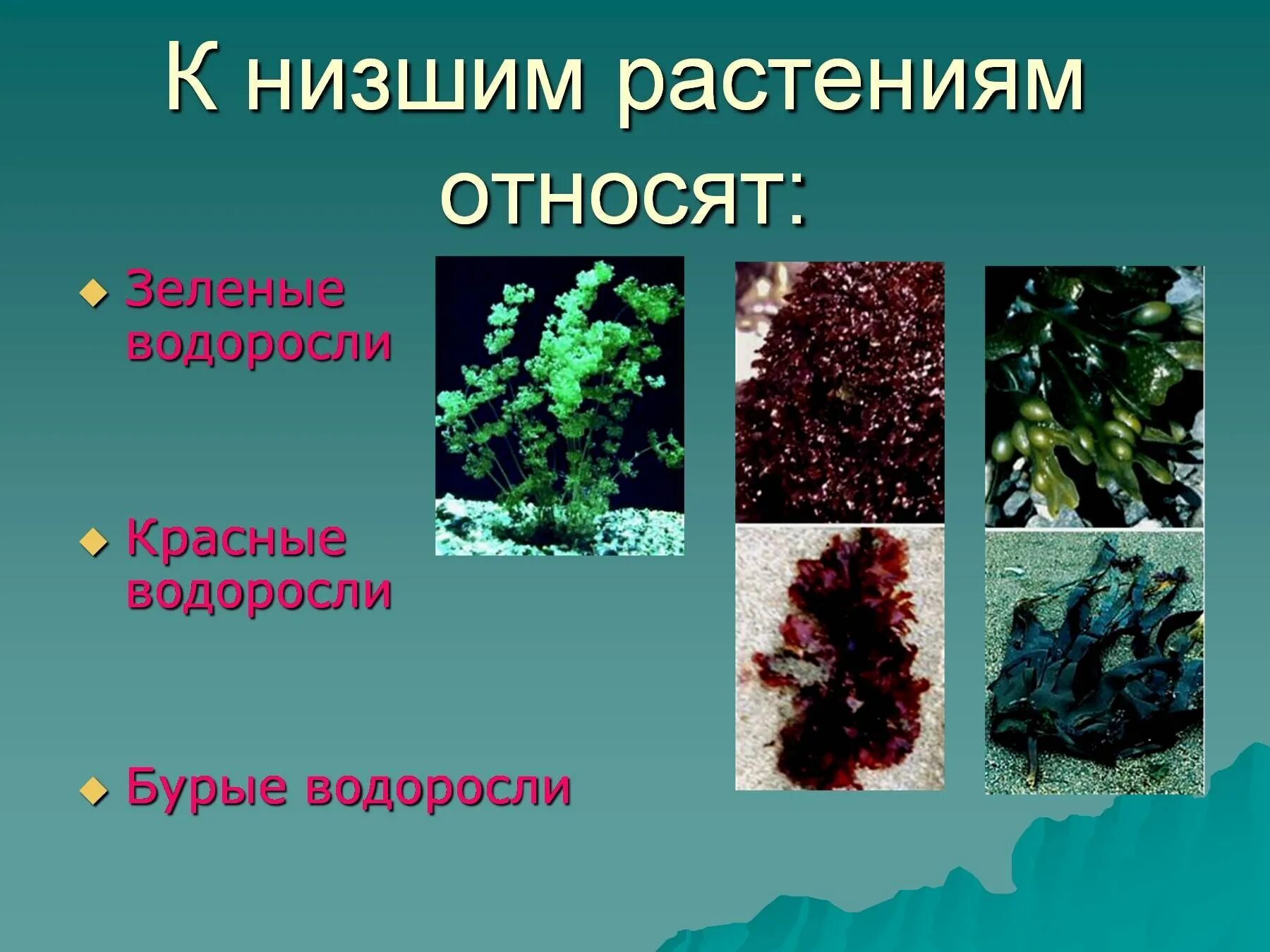 Какие организмы относят к бурым водорослям. Низшие растения. Растения которые относятся к низшим. Низкие растения. Название низших растений.