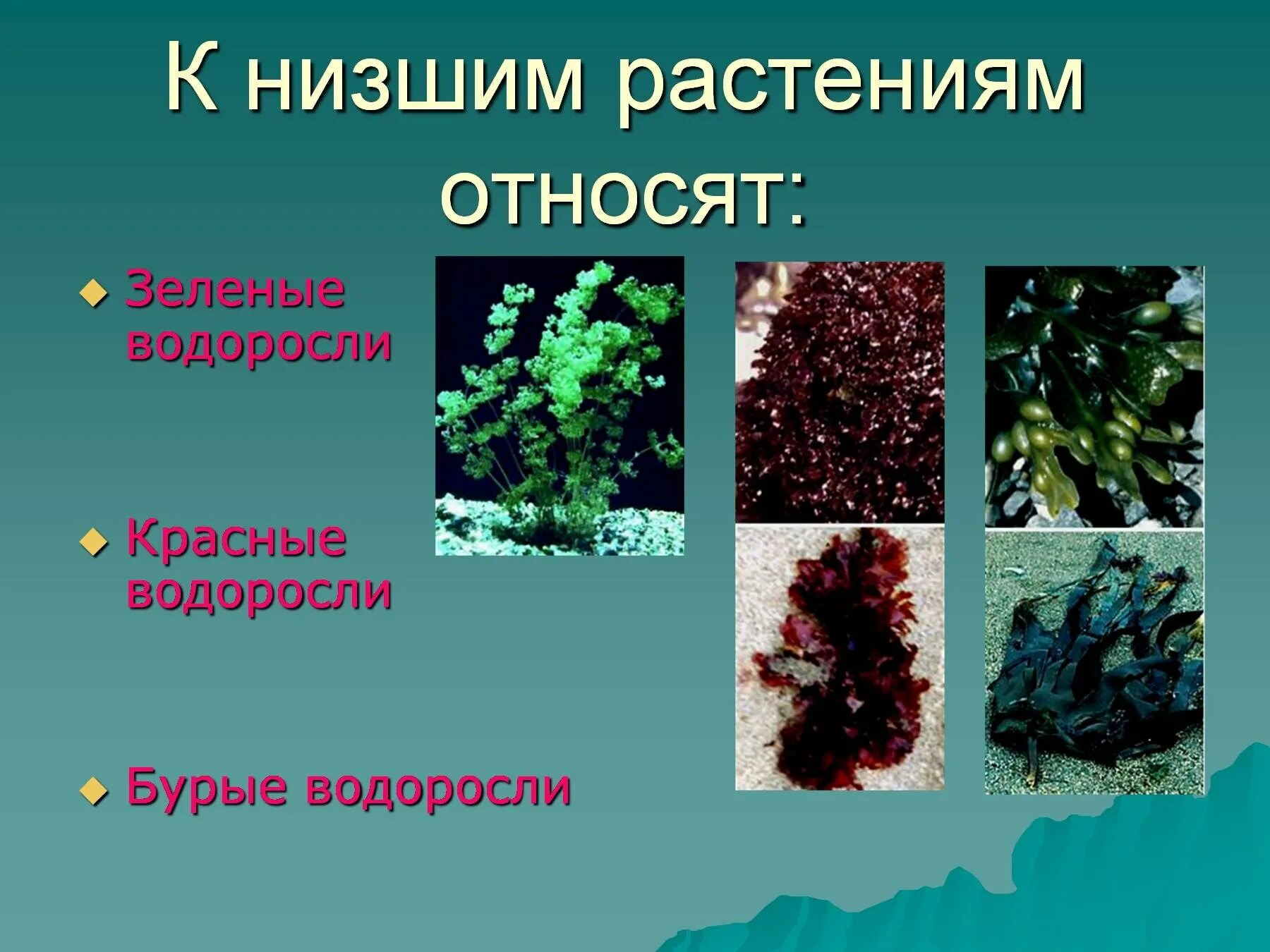 Низшие растения. Растения которые относятся к низшим. Низкие растения. Название низших растений.