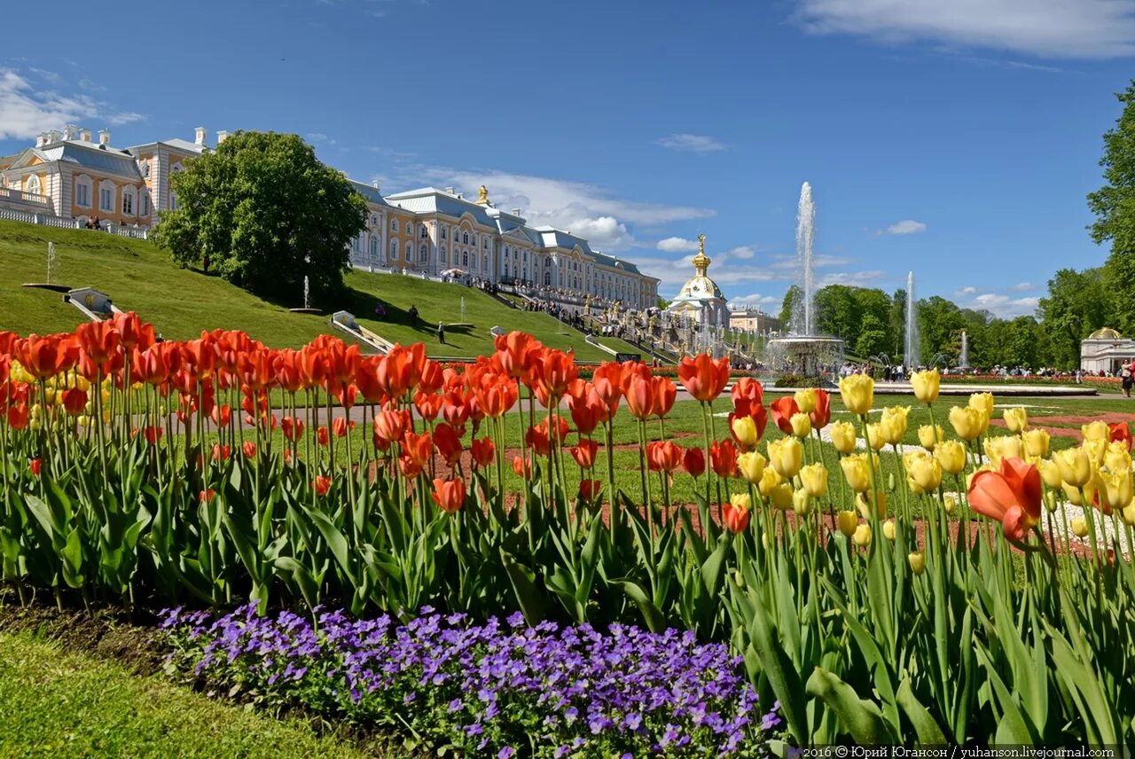 Фестиваль тюльпанов в санкт-петербурге на елагином острове. Елагин остров фестиваль тюльпанов. Тюльпан slawa. Тюльпаны санкт-петербург сорт. Тюльпаны в цпкио санкт-петербурге.