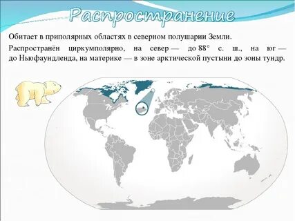 На территории какого материка обитает белый медведь