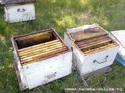 С одного улья одновременно вылетели