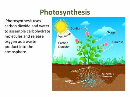 Carbon plants