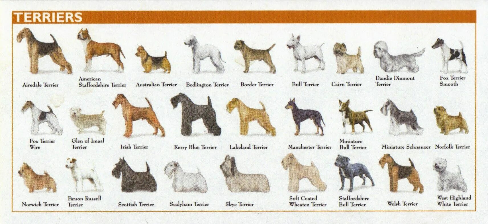 Как называется буква собака. Название собак. Породы собак названия. Разновидности пород собак. Все виды собак породы средних.