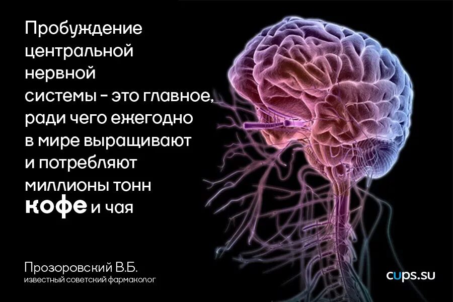 Дисфункция цнс. Центральная нервная система. Мозг и ЦНС. Нейрон ЦНС. Анатомия центральной нервной системы.