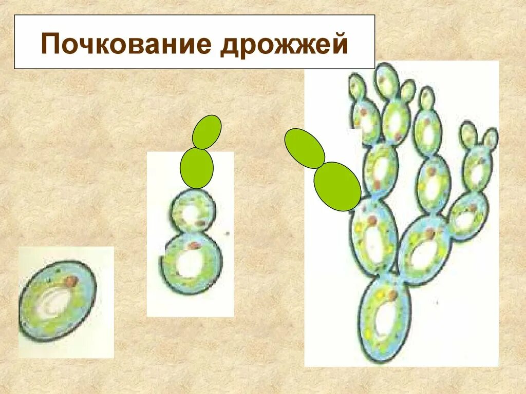 Почкование это пример какого размножения Почкование пример какого размножения