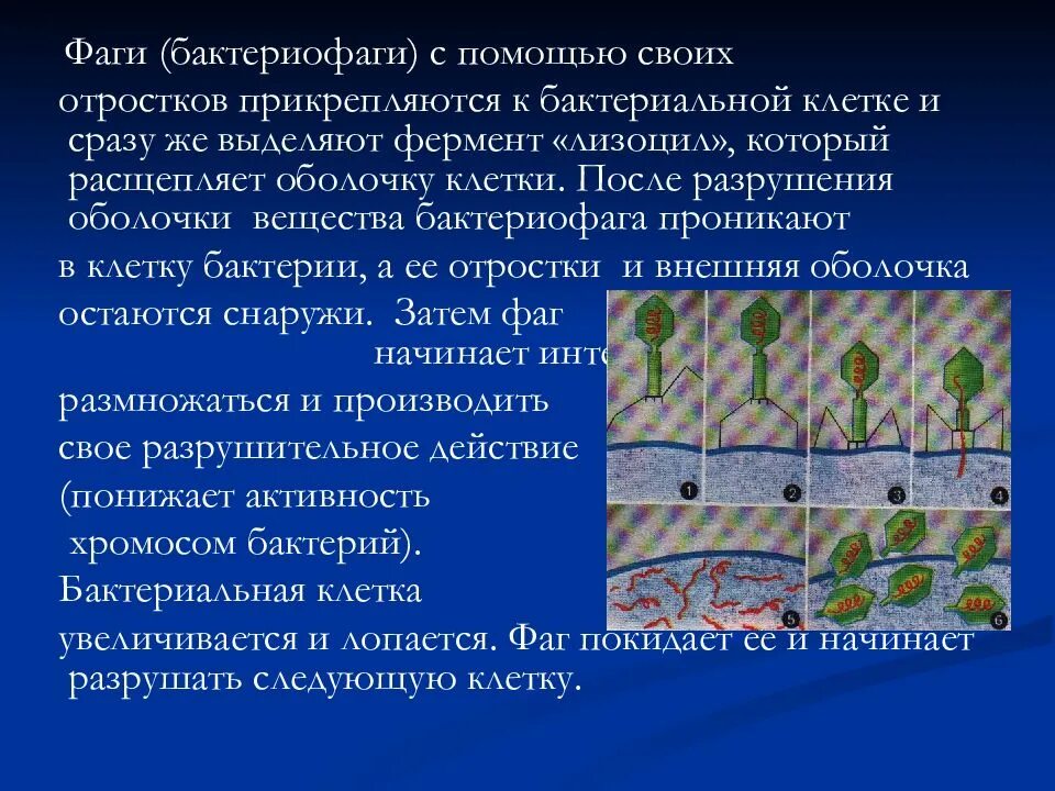 Клеточную стенку бактерий разрушает. Отросток бактериофага. фермент, разрушающий клеточную стенку бактерий?. разрушение клетки бактерии бактериофагами. прикрепление бактерии к клетке.