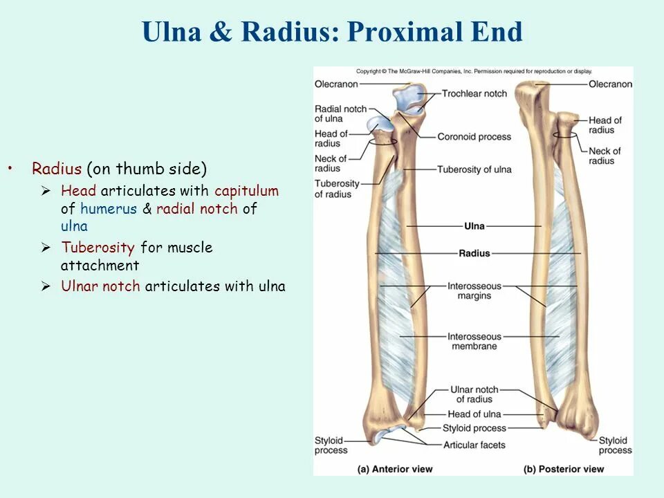 Radius script. Ulna + и ulna -разница. ulna radius. ulnar notch. humerus radius ulna русс.