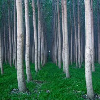 Беленные стволы