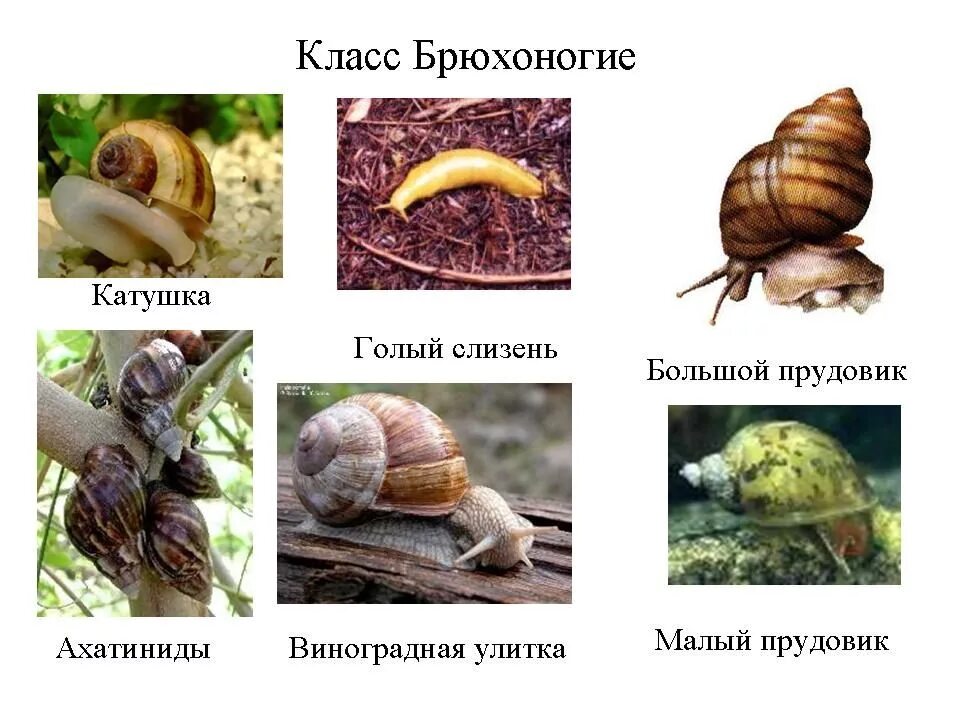 Улитка какая группа. Тип моллюски брюхоногие представители. представители класса брюхоногих моллюсков. брюхоногие моллюски представители 7 класс биология. прудовик катушка виноградная улитка слизни.