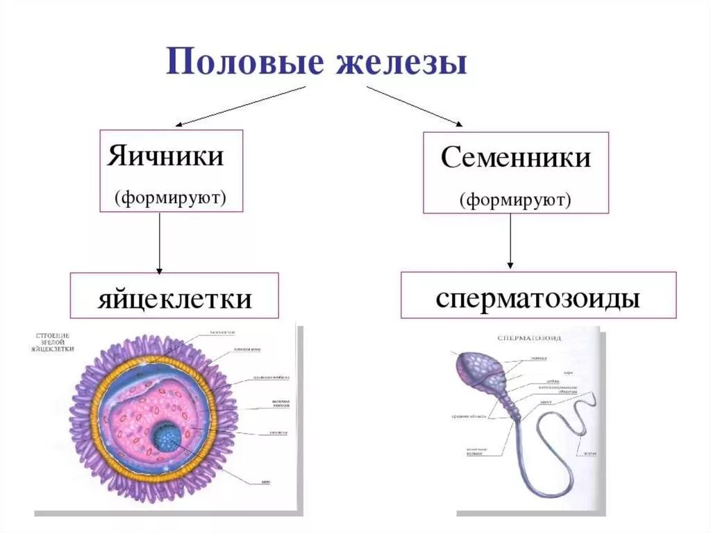 Мужскими половыми клетками являются. Строение половых клеток яйцеклетка. Половое размножение строение сперматозоида. Строение яйцеклетки человека схема. Строение половых клеток 10 класс.