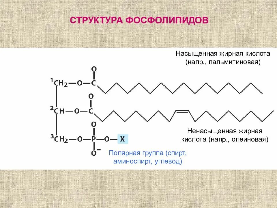 Структура фосфолипидов. Структура ненасыщенных жирных кислот. Структура пальмитиновой кислоты. Строение фосфолипида