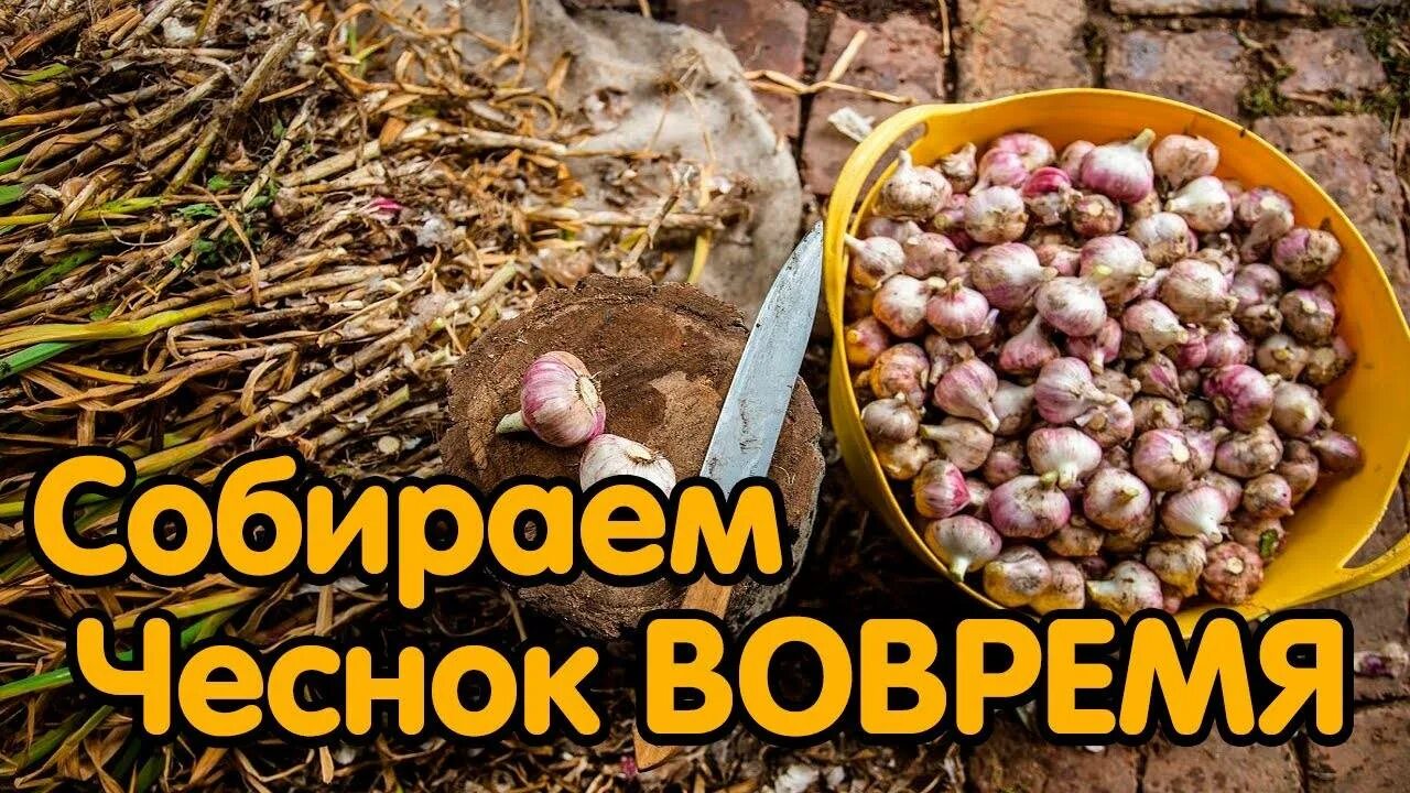 Чеснок сроки уборки подмосковье. Выкопка чеснока. Чеснок сроки уборки подмосковье. Стебель чеснока. Когда убирать зимний чеснок.