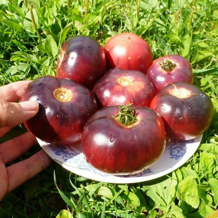 Томаты аметистовая драгоценность отзывы фото. Сорт помидор аметистовая драгоценность. томат amethyst jewel. томат аметистовая драгоценность семена. amethyst jewel (аметистовая драгоценность).